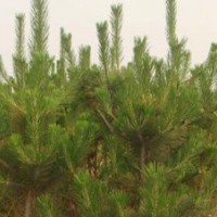 大量優(yōu)質(zhì)側(cè)柏苗待售量大從優(yōu)