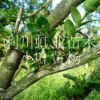 湖北高山小葉黃楊珍珠黃楊瓜子黃楊黃楊價(jià)格黃楊盆景