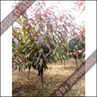 最受歡迎的碧桃小苗