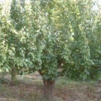 優(yōu)質(zhì)八棱海棠樹