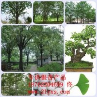 專供江蘇和山東銀杏樹