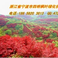 常年優(yōu)惠供應(yīng):紅楓/櫻花/桂花/茶花/茶梅/五針?biāo)?/></a>
<ul><li><a href=