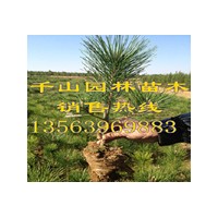 供應陜西營養(yǎng)袋黑松苗，陜西50-80公分黑松小苗