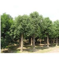 供應(yīng)句容香樟