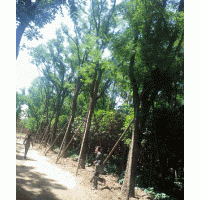 苗圃長(zhǎng)期供應(yīng)精品茶條槭，蒙古櫟，國(guó)槐，皂莢，廣玉蘭，桂花