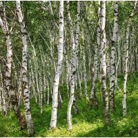 原生白樺樹(shù),原生暴馬丁香各種樹(shù)姿各種規(guī)格,原生白皮松