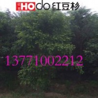 紅豆杉 紅豆牌紅豆杉盆景苗 降低pm2.5值最佳樹種