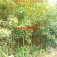 安徽供應烏桕 欒樹 杜英 廣玉蘭 桂花 紫玉蘭