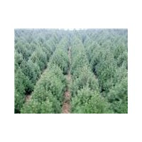 專供白皮松，油松，華山松，側(cè)柏等山貨，圃貨