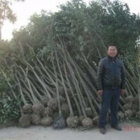 供應大葉女貞等各種綠化工程苗木