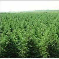 供應(yīng)側(cè)柏、國(guó)槐、花椒、皂角、核桃苗