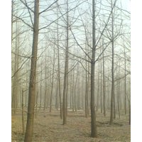 20公分銀杏樹2500元