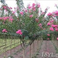 潢川紫薇基地常年供應(yīng)紫薇小苗，紫薇樹，紅花紫薇，紫薇價格