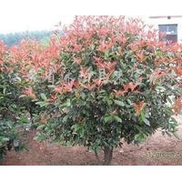 紅葉石楠系列品種直銷