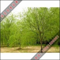 金絲柳為冬天增添一抹色彩