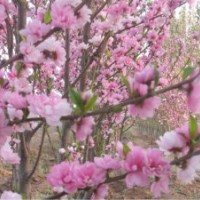 常年供應(yīng)海棠，碧桃等綠化苗木
