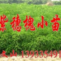 河北秦皇島果樹綠化苗圃基地大量專供紫穗槐，火炬，楊樹苗，柳樹