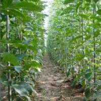 供椿樹，毛白楊，１０７，柳樹，國槐，法桐，白蠟