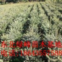 云杉，營(yíng)養(yǎng)杯云杉苗，云杉苗價(jià)格，云杉種子，吉林云杉苗