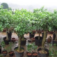 殺頭桂花專供銷售