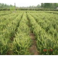 白皮松供應(yīng)(白皮松小苗、山西白皮松、白皮松培育種植）