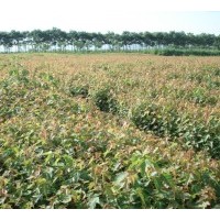 【暴馬丁香】山西暴馬丁香、暴馬丁香價格、暴馬丁香種植