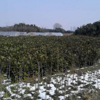 桂花小苗、香樟、烏桕、三角楓、杜英、紅葉李