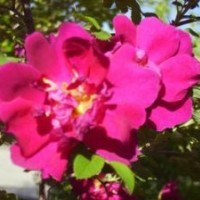 河北常年供應(yīng)紅刺玫