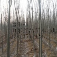 【特供】毛白楊千頭椿國槐１０７楊法桐垂柳速生柳白蠟欒樹榆樹等