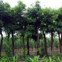 供應(yīng)行道樹 欒樹 搖錢樹