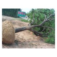 國(guó)槐 棗樹(shù)專供