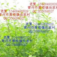低價供應(yīng)黃櫨榆葉梅碧桃流蘇黃葉火炬無刺皂角桂花海棠側(cè)柏
