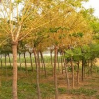 【精品推薦】供應(yīng)3-8cm金枝槐，地接70cm、高接220cm，8000棵。
