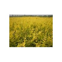 定州....苗圃丁香,珍珠梅,河北金葉榆