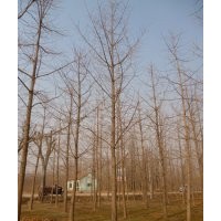 專業(yè)供應(yīng)5-30公分銀杏樹