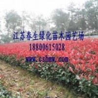 供應(yīng)櫻花小苗紫葉李小苗紅葉石楠小苗金森女貞小苗蜀檜小龍柏小苗
