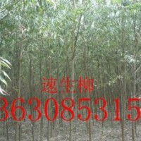 供應(yīng)落葉喬木千頭椿，刺槐,柳