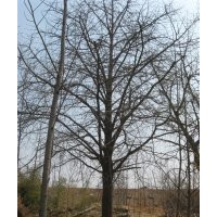 長期專業(yè)銀杏樹綠化