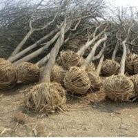 8公分國(guó)槐價(jià)格