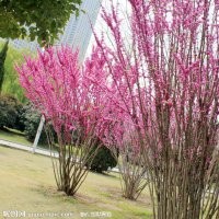 叢生紫薇紫荊、竹柳,垂柳,各類竹子