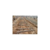 出售苗木竹柳,金絲柳,榆樹苗