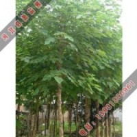 具有很高藥用價值的構樹