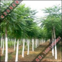 千頭椿種植技術