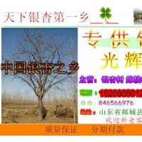 專供銀杏樹