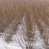 供應(yīng)：叢生三角楓（茶條槭）10萬墩，4分支、1.8米高