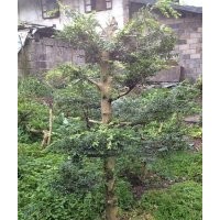 供應(yīng)湖北利川高山小葉黃楊