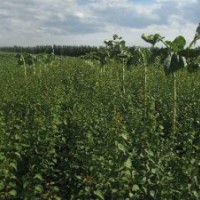 供應(yīng)山杏苗 文冠果苗 五角楓苗