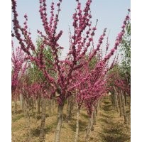 供應(yīng)頂級(jí)紫荊,紫薇,猬實(shí)