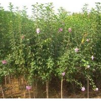 供應(yīng)河北木槿