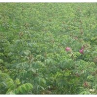 紅王子錦帶多季玫瑰金葉水蠟紫葉小檗連翹等花灌木